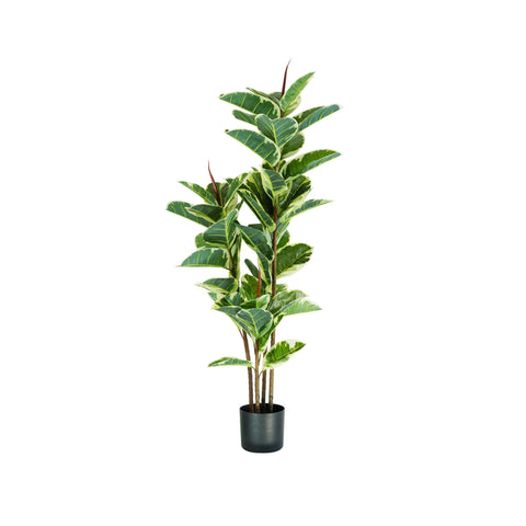 garden friend pianta ficus elastica in polietilene con 54 foglie e vaso con muschio 145cm ean 8023755056490