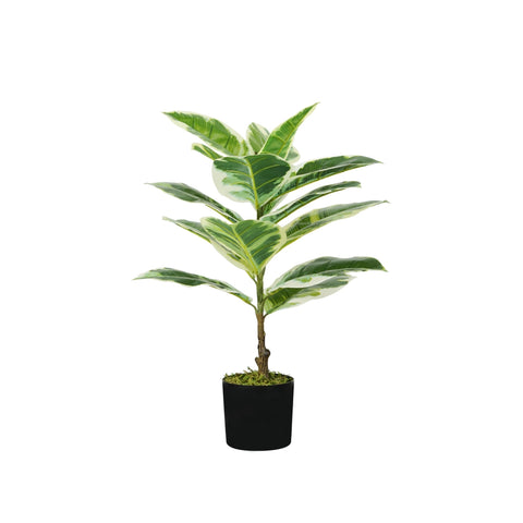 Pianta Ficus Elastica In Polietilene Con 15 Foglie E Vaso Con Muschio 65cm