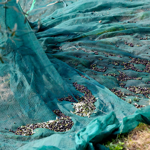 kombo telo raccolta olive verde scuro antispina hdpe 85gsm con rinforzi e occhielli ean 8055384191938