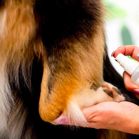 immagine-2-smapiu-spray-profuma-pelo-per-animali-talco-55ml-ean-8033765130806