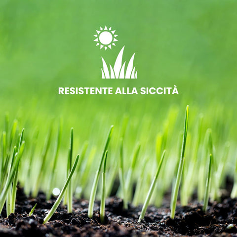 Germinazione rapida dei semi rigeneranti per prato resistenti alla siccità, ideali per climi secchi e zone aride del giardino