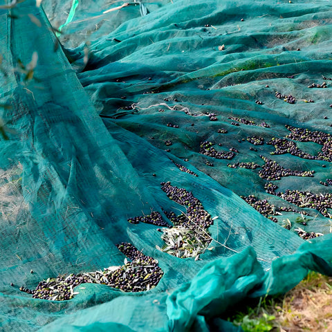 kombo telo raccolta olive verde scuro antispina hdpe 85gsm con rinforzi e occhielli ean 8055384191938