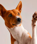 immagine-5-smapiu-spray-igienizzante-zampe-per-animali-con-spugnetta-55ml-ean-8033765130790