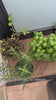 Avilia Set 3 Contenitori Cassetti Multiuso Portaoggetti Impilabili e Richiudibili Terrazzo Balcone Frutta Verdura Cibo Alimenti Frutta Verdura Piante Aromi Uso Esterno Ean 8056819050172