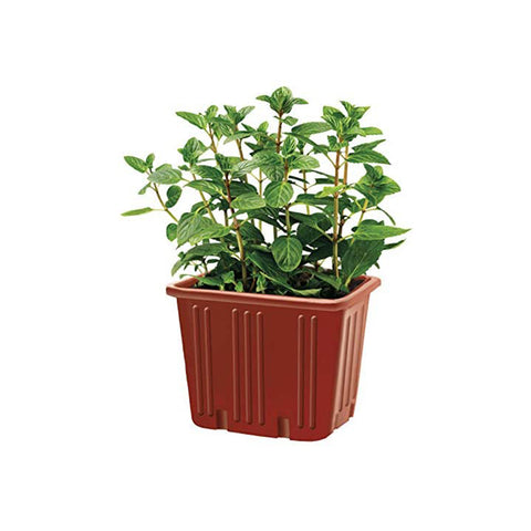 immagine-3-tescoma-vaso-per-piante-quadrato-metallo-verde-13x11cm-ean-8595028400953