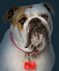 immagine-6-visto-in-tv-targhetta-con-led-per-collare-per-cani-ean-4029811310548